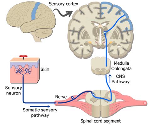 sensory differentiation of painful stimuli